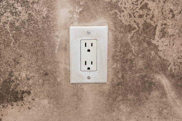 Best Basement Mold Removal  in Cleburne, TX